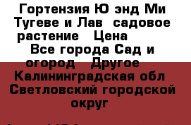 Гортензия Ю энд Ми Тугеве и Лав, садовое растение › Цена ­ 550 - Все города Сад и огород » Другое   . Калининградская обл.,Светловский городской округ 